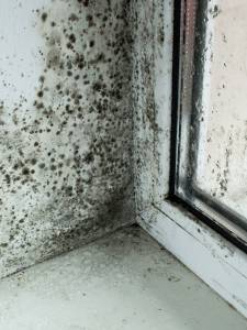 Mold Damage